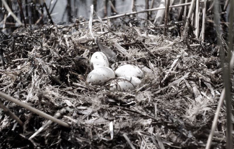 Vgel Waldvgel Naturfotografie